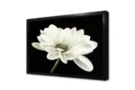 Siyah Beyaz Çiçek | Kanvas Tablo | Cam Tablo | Mdf Tablo | B03019 - Görsel 4