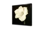 Siyah Beyaz Çiçek | Kanvas Tablo | Cam Tablo | Mdf Tablo | B03023 - Görsel 4